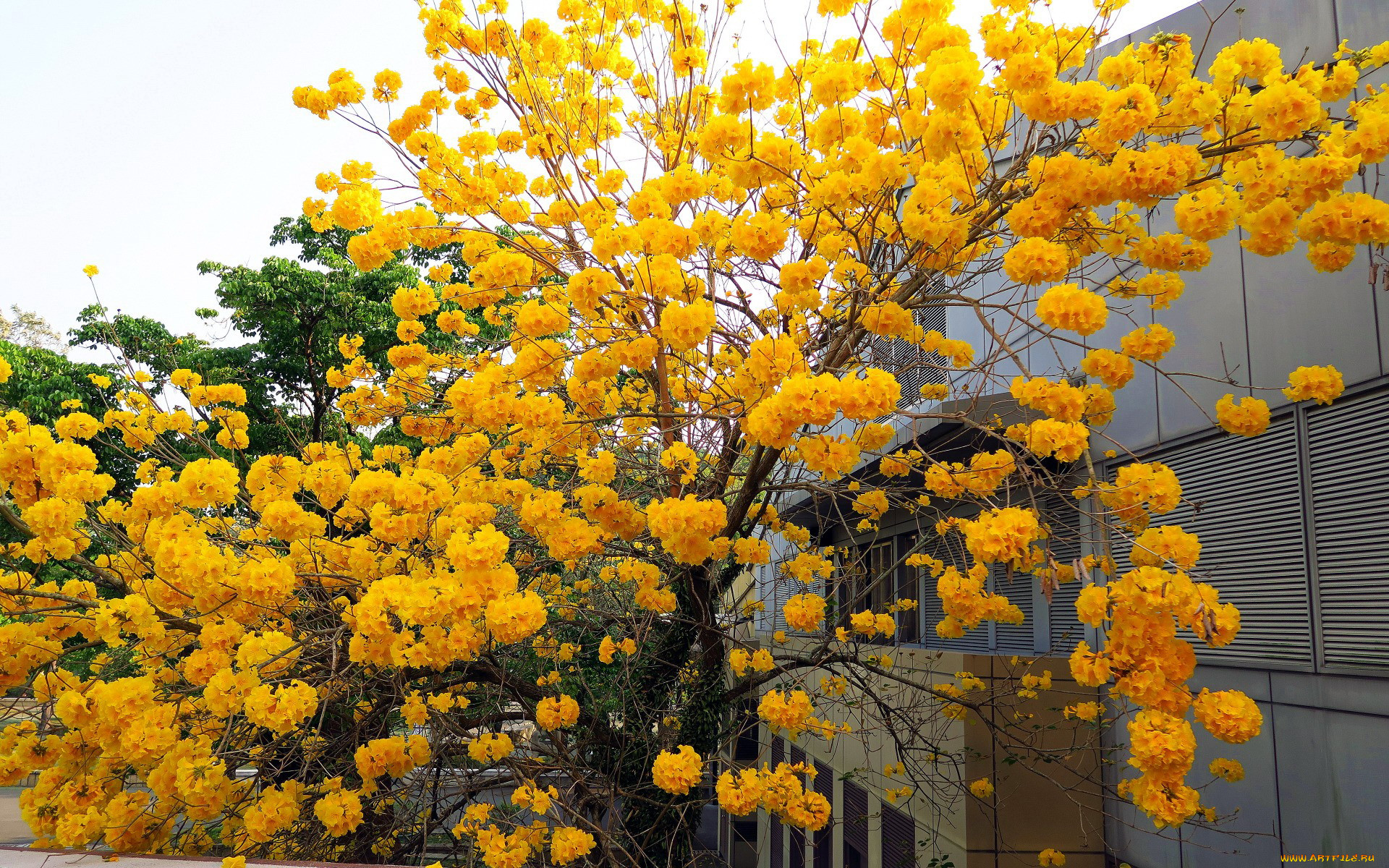 Цветочные деревья желтые